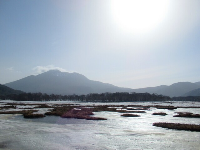ニッコウキスゲの群落がある尾瀬ヶ原