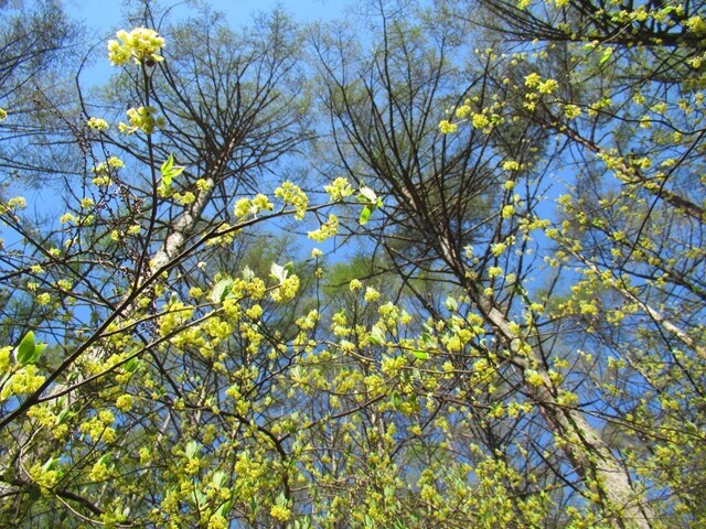 守屋山の黄色いお花