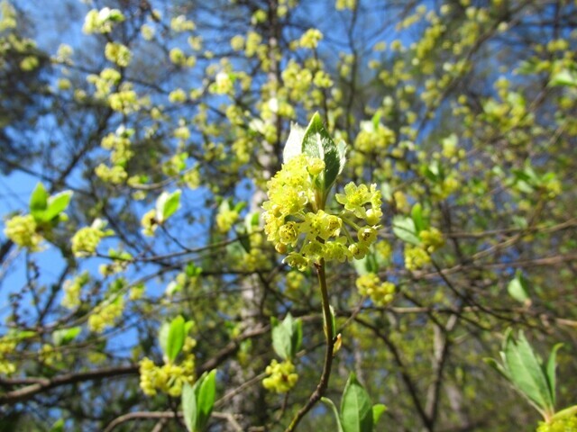 守屋山杖突峠ルートの景色とお花