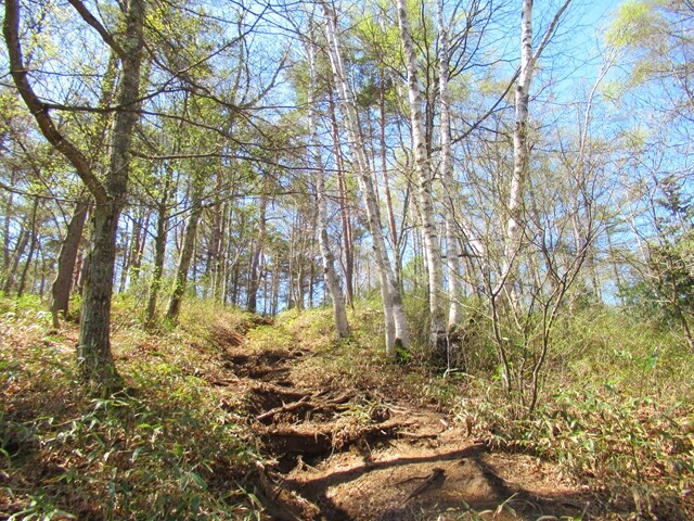 水吞場から守屋山東峰登山ルートの様子