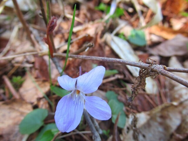 守屋山のスミレの花