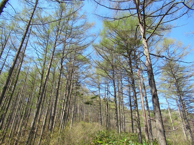 守屋山登山道の落葉松の新緑