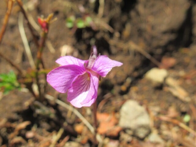 守屋山登山道の赤い花