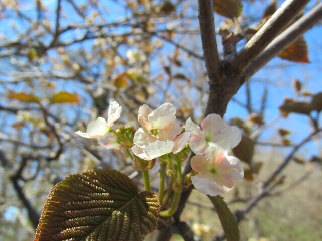 守屋山東峰付近のお花