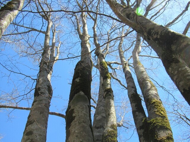 守屋山東峰から西峰への縦走コースの巨木