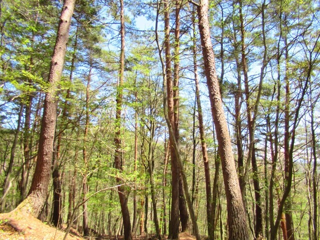 松尾峠登山コースのクラシックルート様子