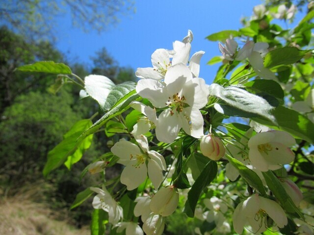 松尾峠周辺のお花