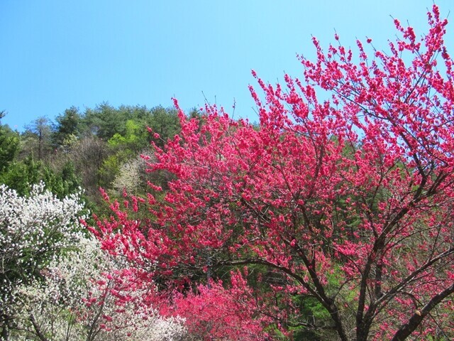 守屋神社周辺の赤い花