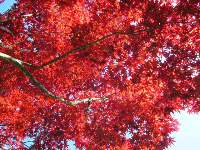 仲仙寺の境内にあった紅葉