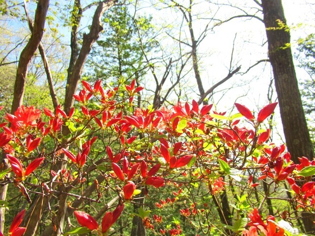 仲仙寺登山ルートのヤマツツジ