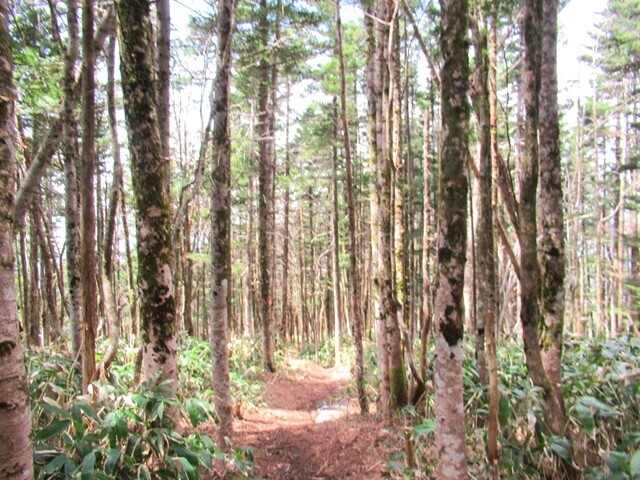 権兵衛峠登山ルートは樹林帯