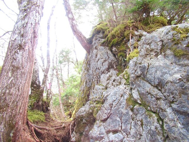 権兵衛峠登山ルートの岩コースと巻道コース分岐地点