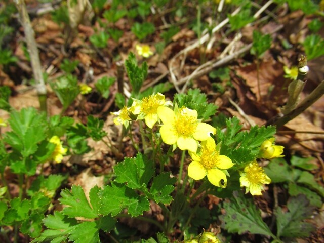 権兵衛峠登山ルート上のお花