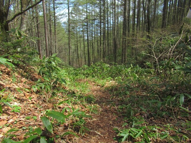 旧道の権兵衛峠から米の道権兵衛峠登山ルートを使って下山の様子