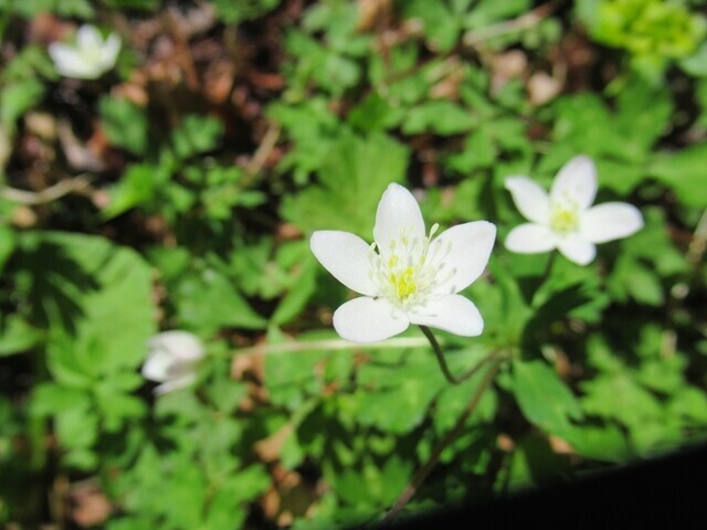 米の道権兵衛峠登山ルートのお花