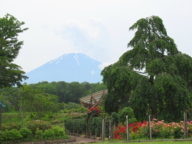 富士山樹空の森レビューの様子