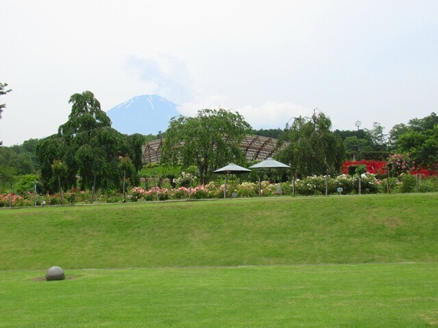 富士山樹空の森芝生の広場
