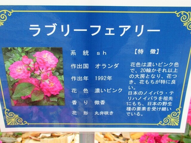 オランダ原産のラブリーフェアリー