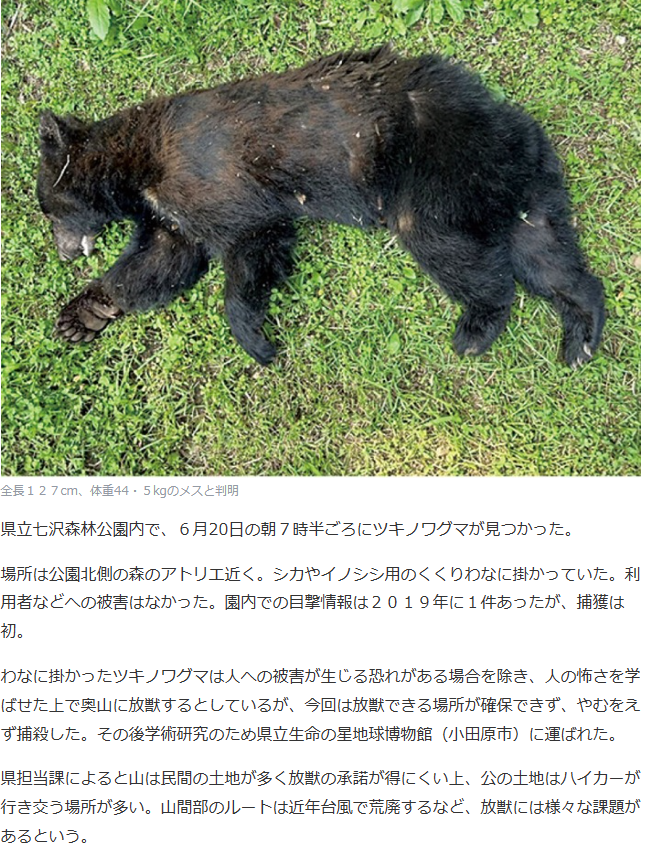 クマ出没ニュース！丹沢山塊ツキノワグマの状況とコロナウイルス終息後