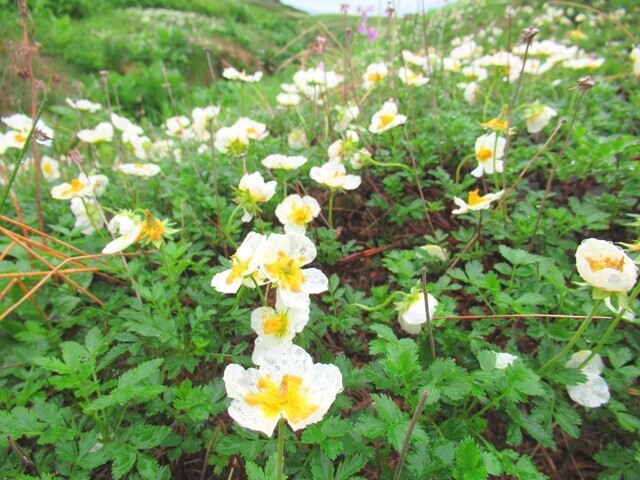 大雪山旭岳は高山植物の宝庫