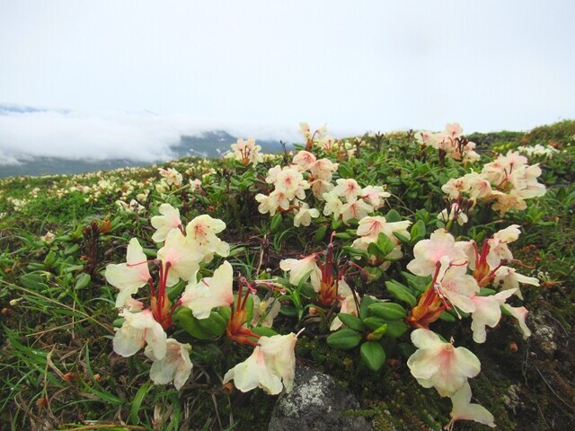 大雪山旭岳のシャクナゲの花