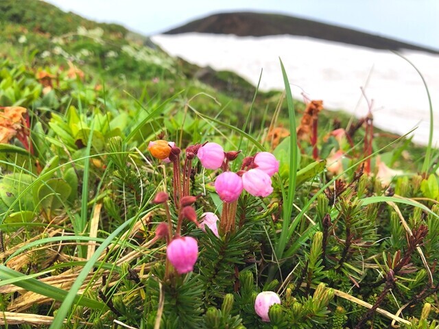 大雪山の花々