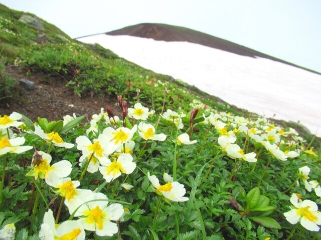 大雪山のチングルマ