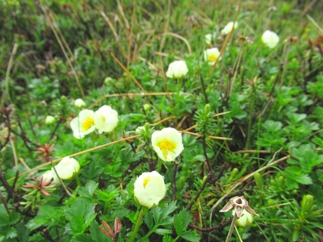 大雪山の小さなお花