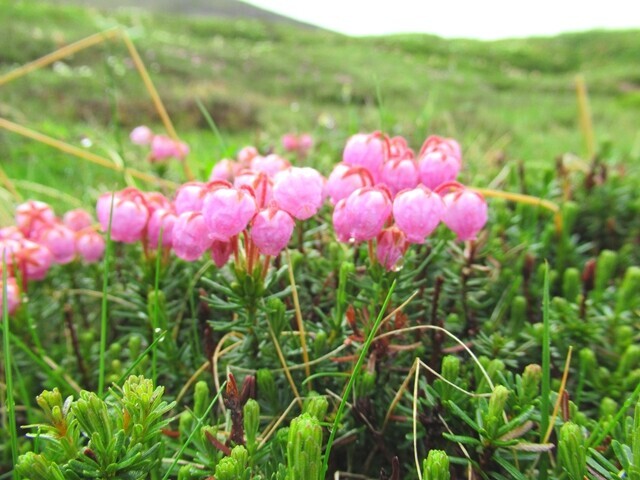 大雪山のピンク色の花