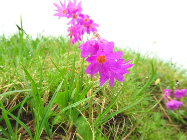 裏旭キャンプ指定地の雰囲気