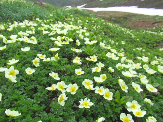 裏旭キャンプ指定地から北海岳登山コース