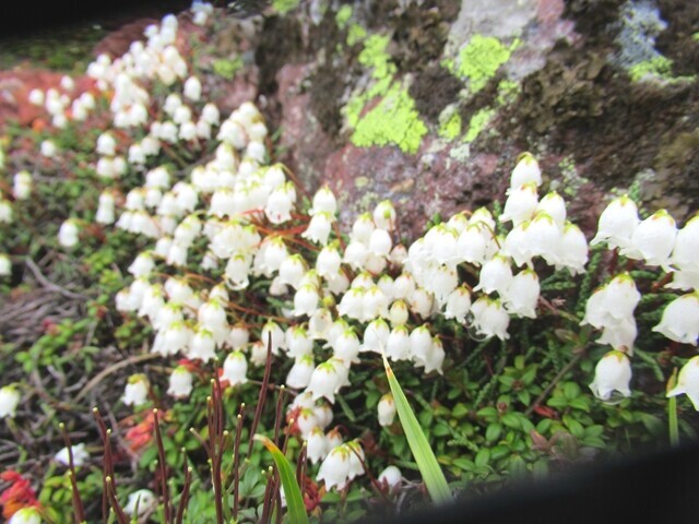 北海岳までも高山植物が多く咲いている様子