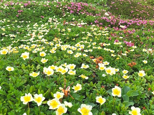 北海岳周辺のチングルマ
