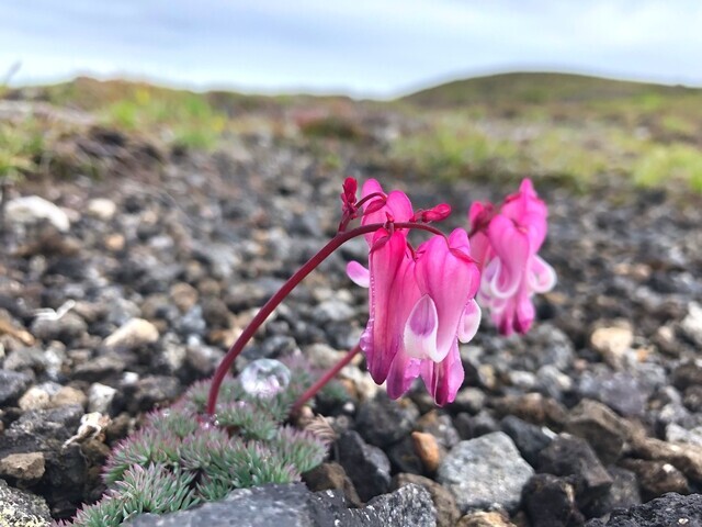 大雪山のコマクサ