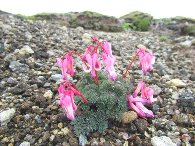 コマクサの群落