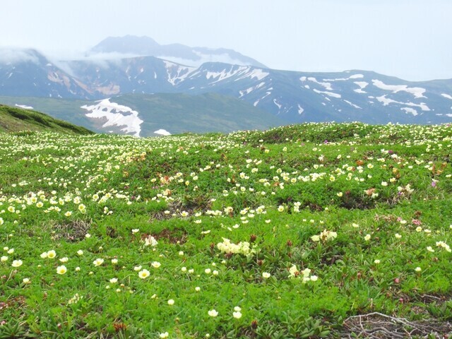 北海岳から白雲岳避難小屋までの登山ルートで咲いていた高山植物