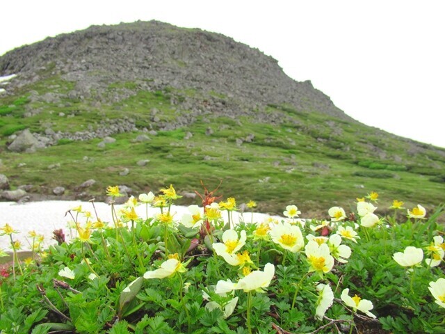 ナキウサギ生息地域