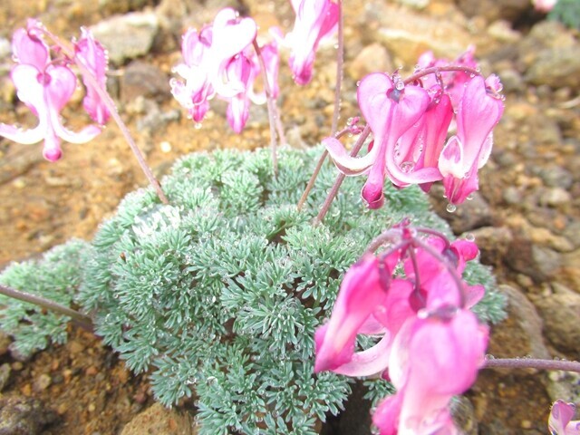 >五色岳の山頂から化雲岳で咲いていたコマクサの群落