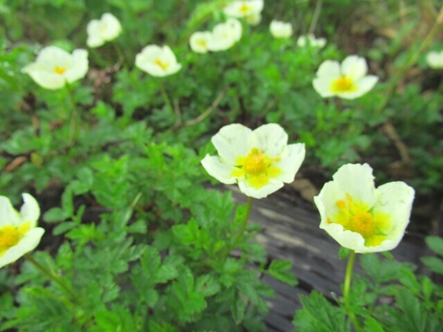 化雲岳への登山ルートのチングルマ