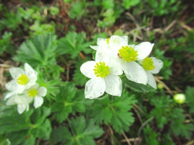 化雲岳のハクサンイチゲ