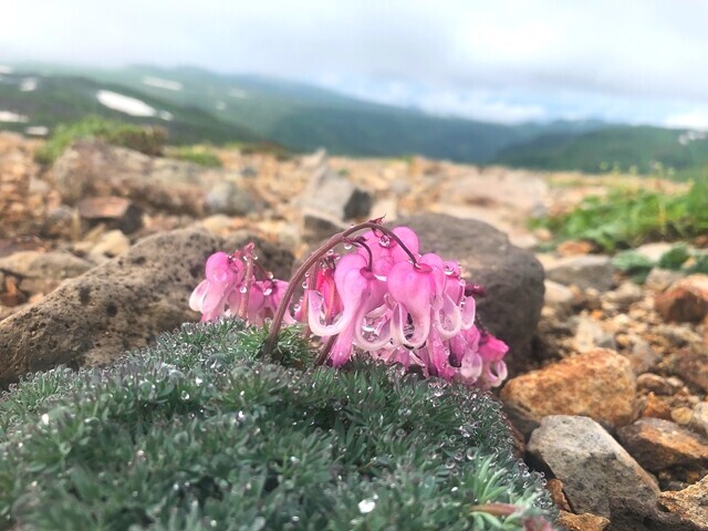 化雲岳山頂付近で咲いていたコマクサの花