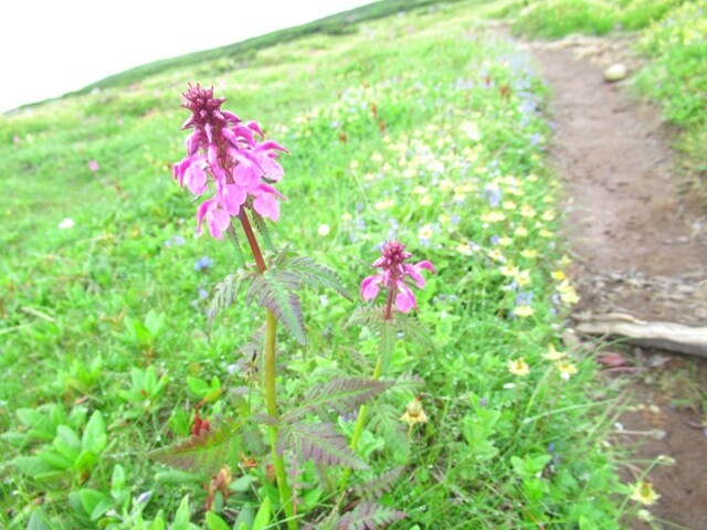 化雲岳から天人峡温泉への登山ルート様子