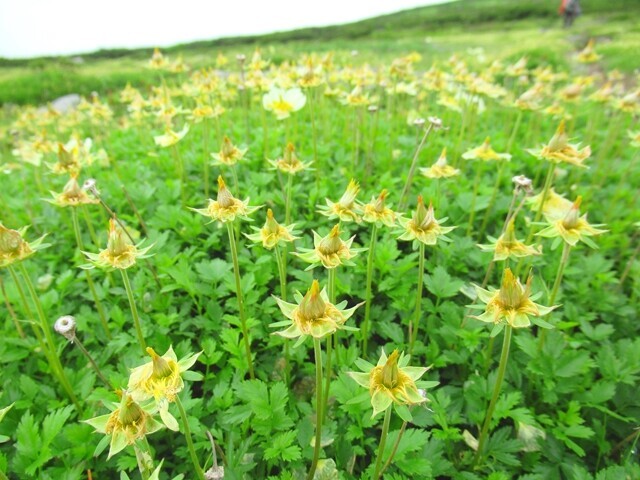 チングルマが枯れた様子