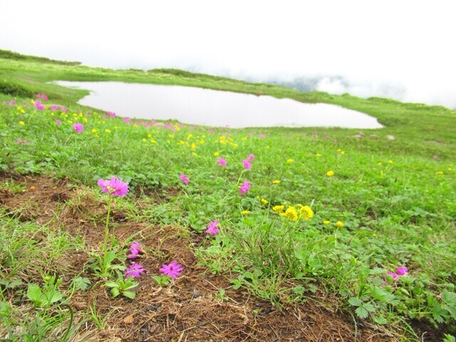 ポン沼のお花畑