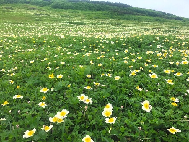 天人峡温泉までのチングルマの群落
