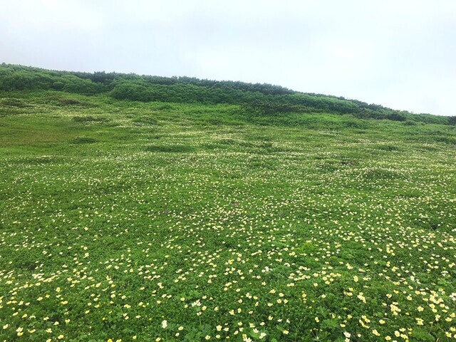 広範囲に咲いていたチングルマの花
