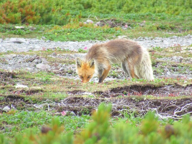 小化雲岳付近のキタキツネ