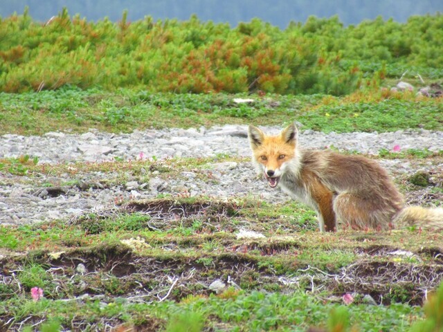 野生のキタキツネ