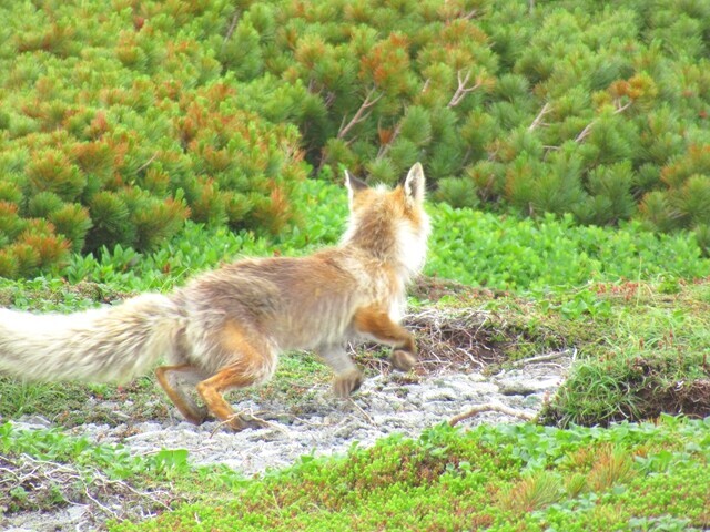 天人峡温泉への登山ルート上に生息していた野生のキタキツネ