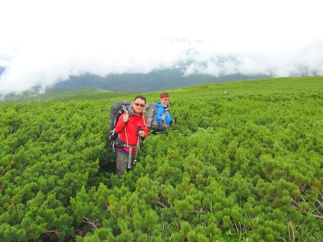 天人峡温泉羽衣の滝ルートのハイマツの藪漕ぎ地帯